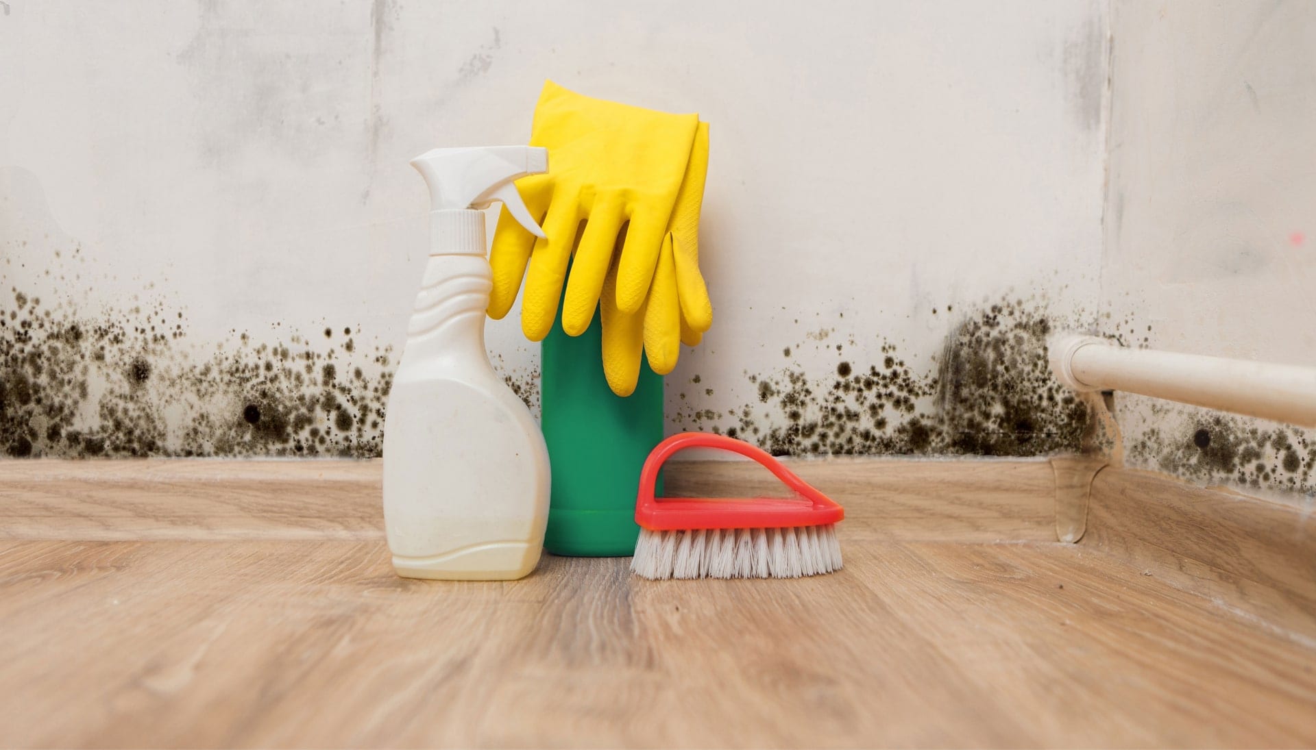 Know About Mold Removal In Bronx