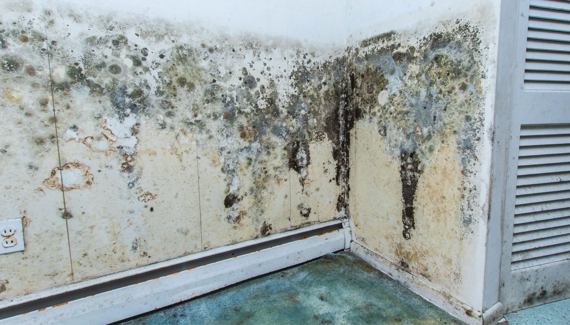 Mold Damage Odor Control Services in Bronx